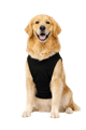 Roupa PET personalizada com a estampa da sua marca, produzida pela Gubo